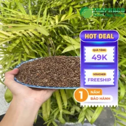 Công ty bán sỉ nụ vối sấy khô tại TP.HCM THAPHACO
