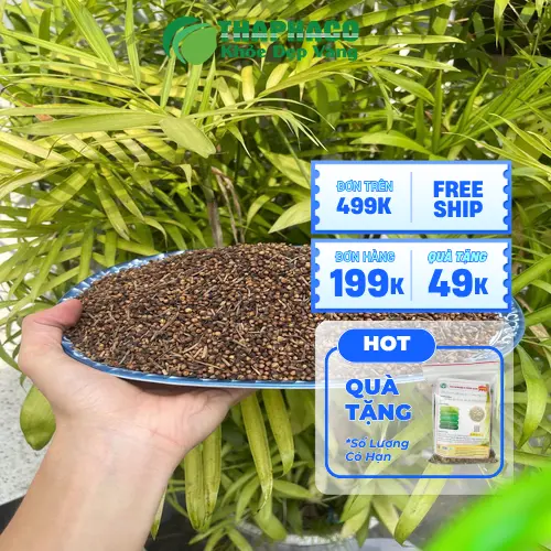 Lợi ích sức khỏe từ trà nụ vối thiên nhiên