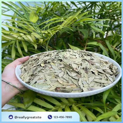 Phan tả diệp khô THAPHACO - nguyên liệu thảo dược