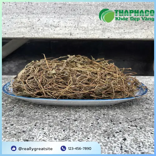 Cây Sài đất tươi