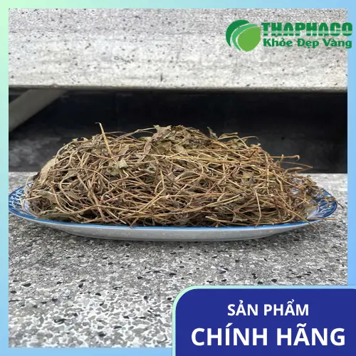 Sài Đất khô nguyên chất THAPHACO được tuyển chọn kỹ lưỡng