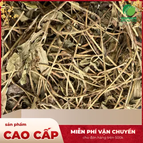 Sài Đất tươi nguyên bản, chuẩn bị cho quá trình sấy khô tại THAPHACO