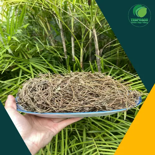 Các bài thuốc dân gian từ Sài đất