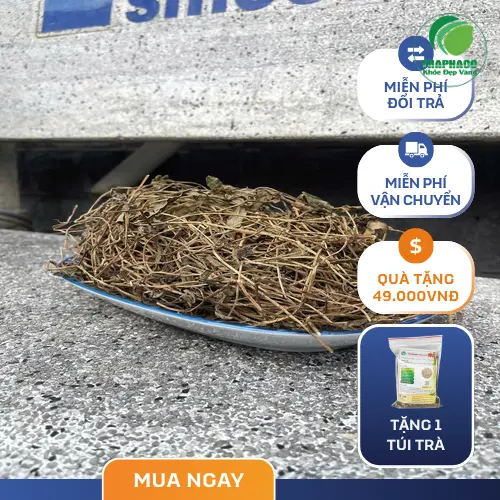 Sài đất sấy khô THAPHACO giữ trọn dược tính quý giá