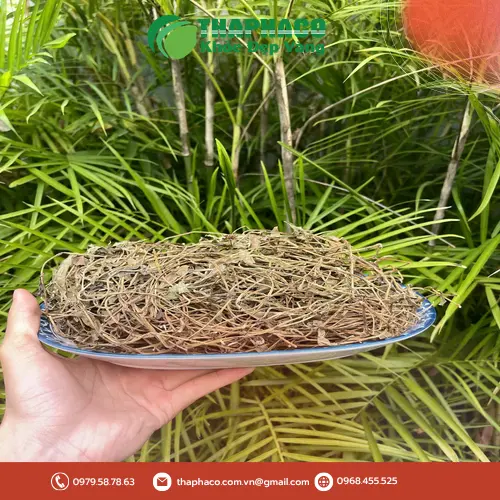 Sài Đất đã sấy khô, sẵn sàng cho nhiều mục đích sử dụng
