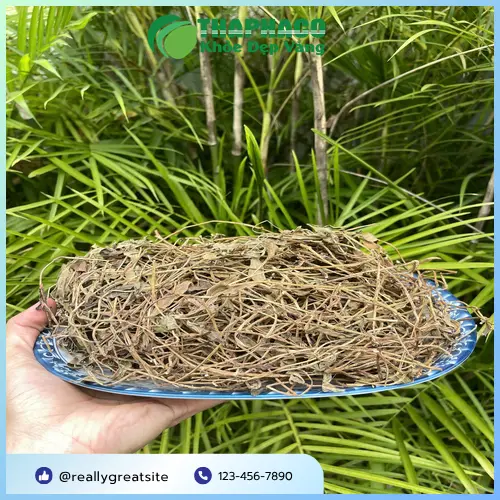 Công dụng sài đất khô trong y học