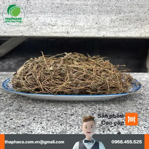 Sản phẩm sài đất sấy khô THAPHACO - chất lượng và uy tín