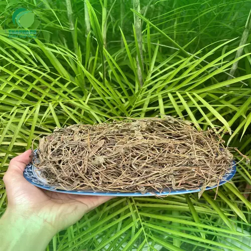 Sài đất và các lợi ích sức khỏe khác
