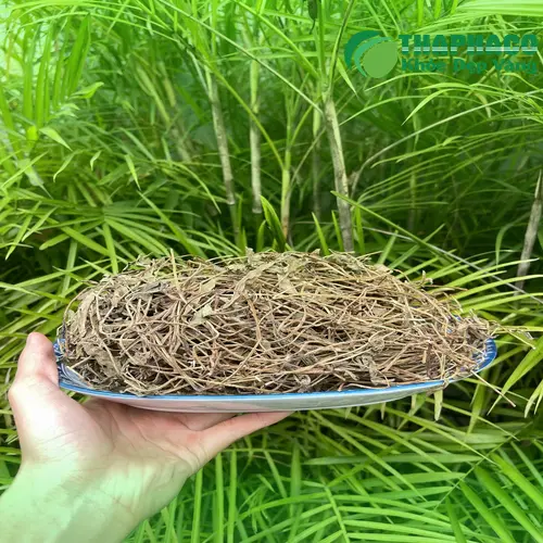 Sài đất khô dùng để pha trà thảo mộc