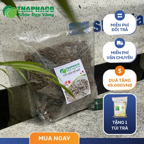 Hình ảnh tổng quan cây xấu hổ mọc tự nhiên