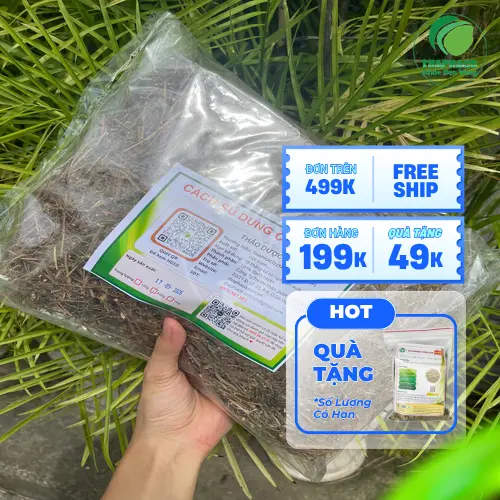 Cây xấu hổ tươi với lá đang khép lại