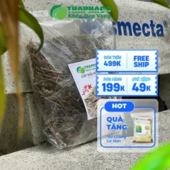 Đại lý bán sỉ cây xấu hổ sấy khô tại TP.HCM | THAPHACO
