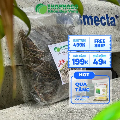 Cây xấu hổ sấy khô THAPHACO chất lượng cao