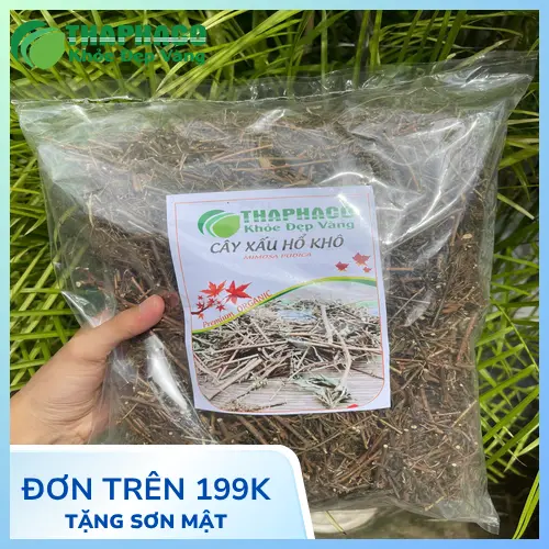 Chuyên gia dược liệu THAPHACO bên cây xấu hổ