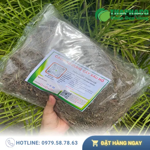 Quy trình sấy khô cây xấu hổ hiện đại tại THAPHACO