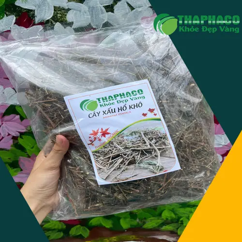 Công dụng của cây xấu hổ khô THAPHACO