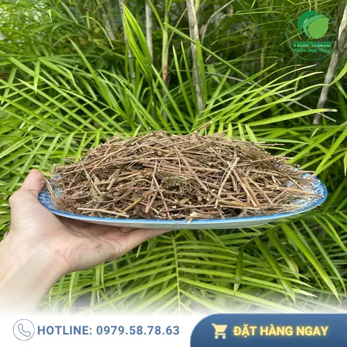Hình ảnh trà cây xấu hổ đã được pha chế và sẵn sàng để thưởng thức