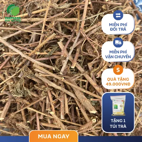 Lợi ích khi mua sỉ cây xấu hổ từ THAPHACO