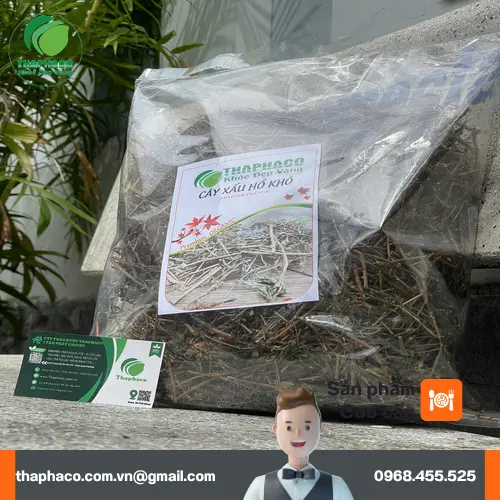 Cây xấu hổ đã sấy khô chuẩn bị pha trà