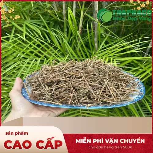 Sản phẩm cây xấu hổ khô THAPHACO chất lượng