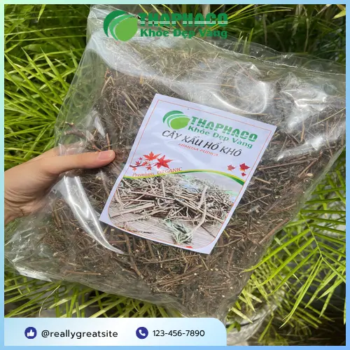 Quy trình sản xuất cây xấu hổ sấy khô của THAPHACO