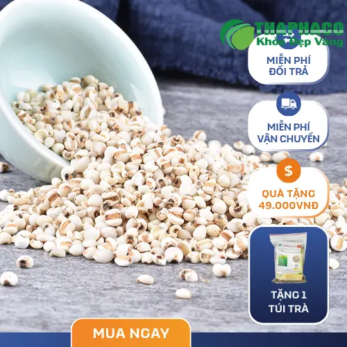 Quá trình làm sạch và chế biến ý dĩ tại THAPHACO.