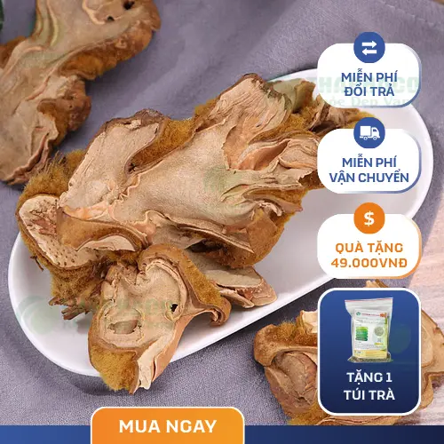Cẩu tích là cây gì