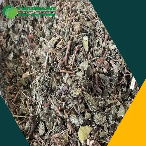 Quy trình sản xuất Chè Dây sấy khô THAPHACO