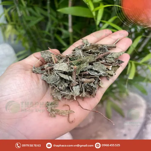 chọn mua chè dây khô chất lượng