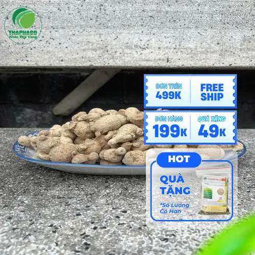 Củ tam thất nam sấy khô chất lượng cao từ THAPHACO