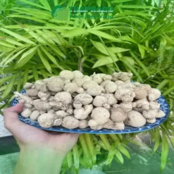 Củ Tam Thất Nam TP.HCM Giá Bao Nhiêu 1kg? Đánh Giá Chi Tiết
