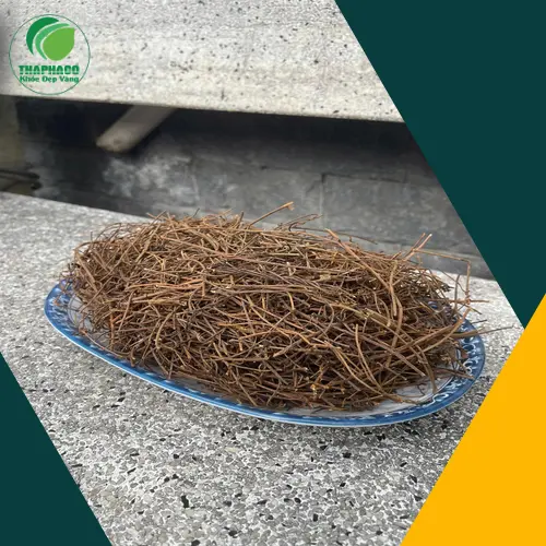 Dây tơ hồng khô chất lượng cao từ THAPHACO, sẵn sàng cho pha chế