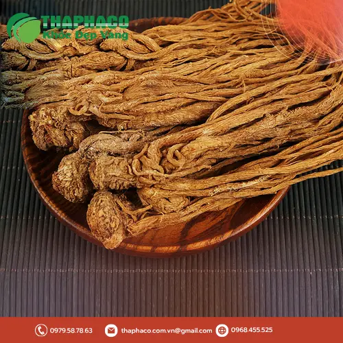 Hình ảnh rễ Đương quy khô THAPHACO chất lượng cao