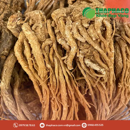Đương quy sấy khô chất lượng cao, sẵn sàng cho các công thức trà thảo mộc.