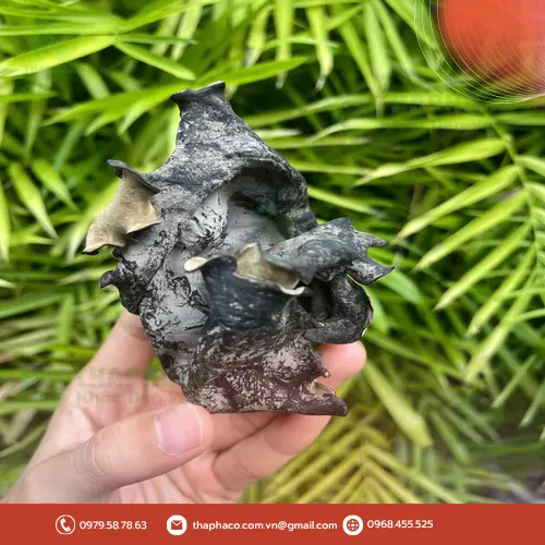 Công dụng của mộc nhĩ