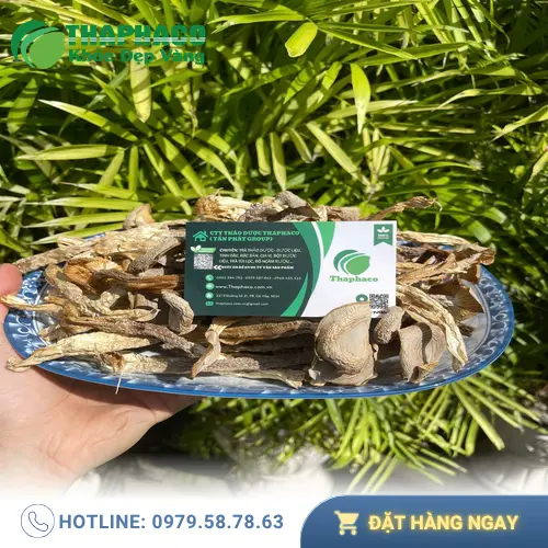 Giá Nấm Lộc Nhung THAPHACO