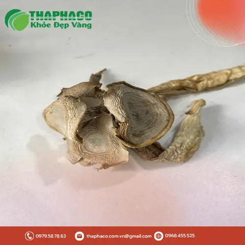THAPHACO - Nguồn sỉ nấm lộc nhung khô uy tín