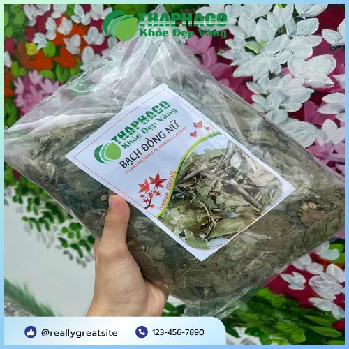 Lá Bạch Đồng Nữ tươi có thể dùng hỗ trợ trị mụn nhọt