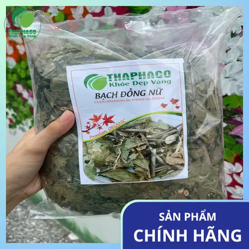 Cây Bạch Đồng Nữ khô đã được sơ chế sẵn sàng để sử dụng