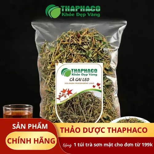 Hình ảnh cây cà gai leo, một loại thảo dược tự nhiên