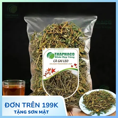 Cây cà gai leo trong tự nhiên với lá và quả
