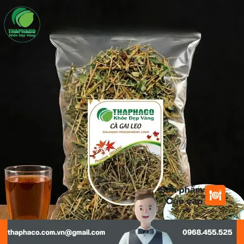 Cà gai leo và những điều cần biết về tác dụng và cách dùng