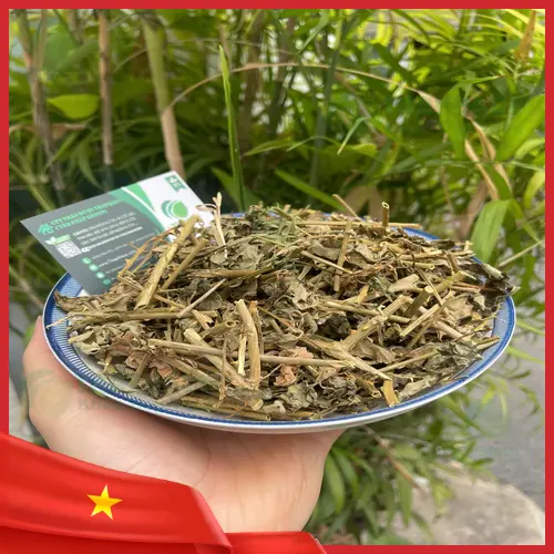 Hình ảnh cây cà gai leo, một loại thảo dược quý trong y học cổ truyền