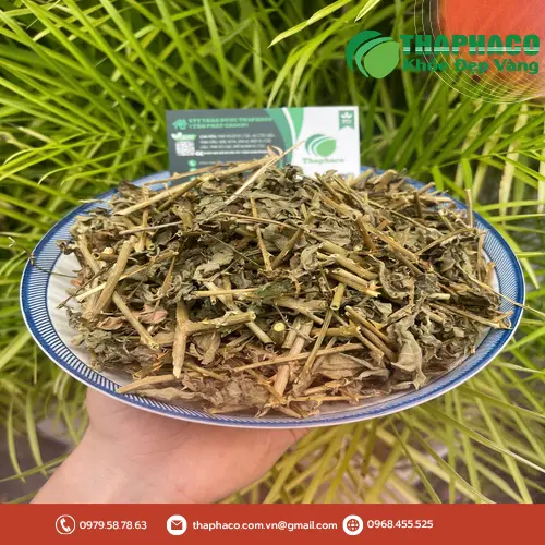 Cách dùng cà gai leo đúng cách để tối ưu hiệu quả cho gan