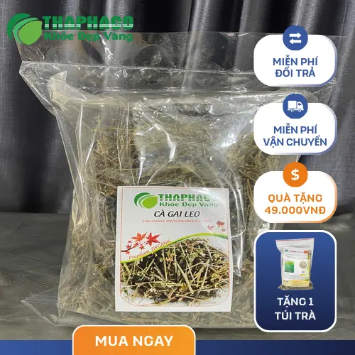 Thành phần hóa học chính của cà gai leo