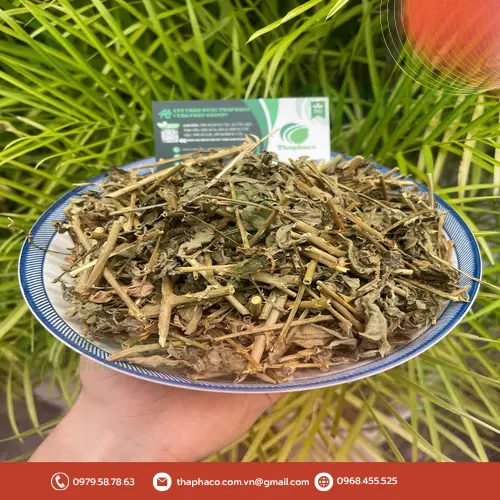 Công dụng hỗ trợ của cà gai leo sấy khô