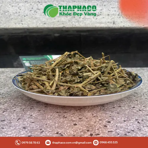 Cà gai leo có thể hỗ trợ chức năng gan, gián tiếp tốt cho tiêu hóa