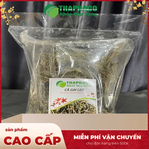 Đối tượng sử dụng cà gai leo an toàn