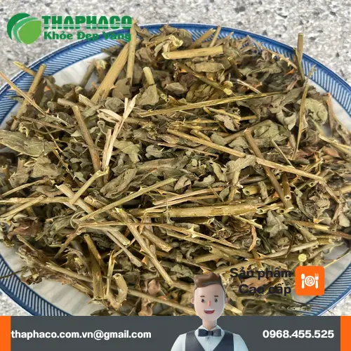 Cà gai leo đã được sơ chế và cắt lát sẵn sàng sử dụng