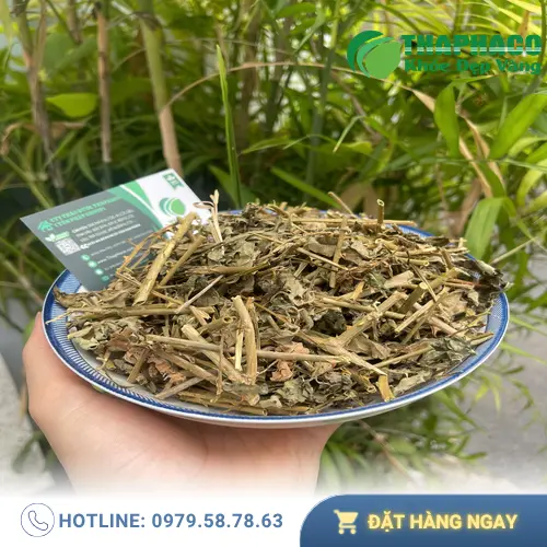 Công dụng của cà gai leo đối với sức khỏe tổng thể